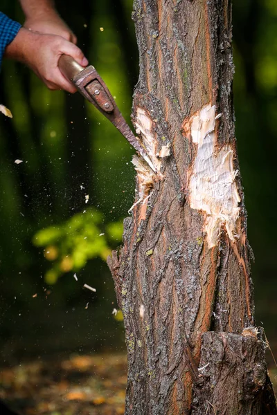 Чипы разлетаются после того, как дровосек рубит дрова — стоковое фото