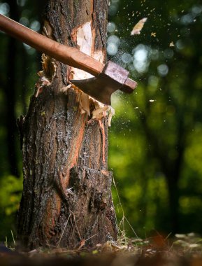 Cips sinek odun kesmenin oduncu sonra ayrı