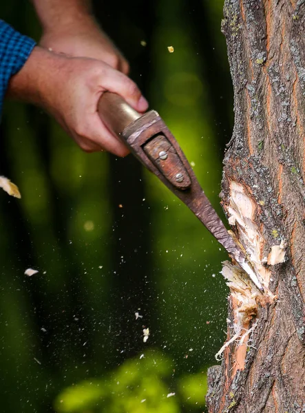 Cips sinek odun kesmenin oduncu sonra ayrı
