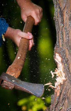 Cips sinek odun kesmenin oduncu sonra ayrı