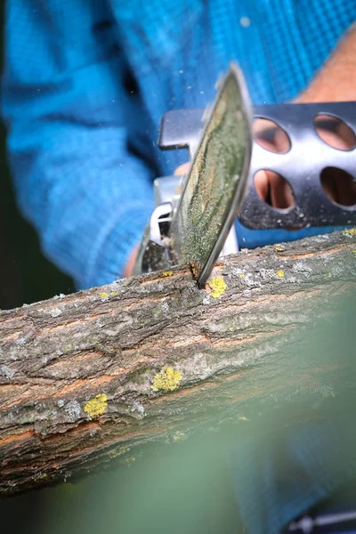 Elektrikli testereli adam ağacı kesiyor.