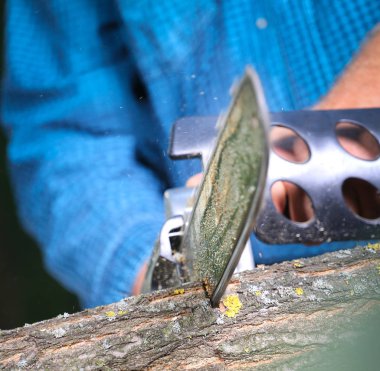 Elektrikli testereli adam ağacı kesiyor.