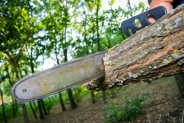 Hombre con motosierra cortando el árbol —  Fotos de Stock