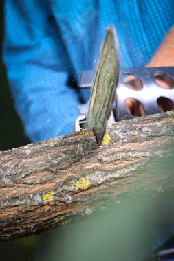 Elektrikli testereli adam ağacı kesiyor.