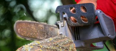 Elektrikli testereli adam ağacı kesiyor.