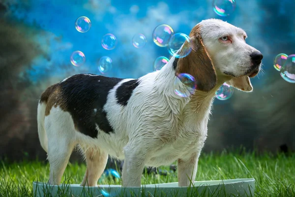 Cute dog having bath in summer — Stock Photo, Image