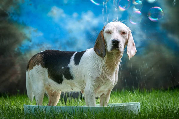 Симпатичный пес принимает ванну летом — стоковое фото
