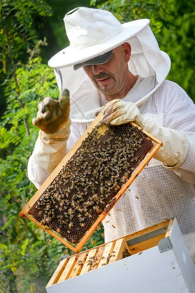 Beekeeper Controlling Colony Bees Protective Uniform — Stock Photo, Image