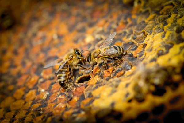 Κλείσιμο Των Μελισσών Κηρήθρα Στο Μελισσοκομείο — Φωτογραφία Αρχείου