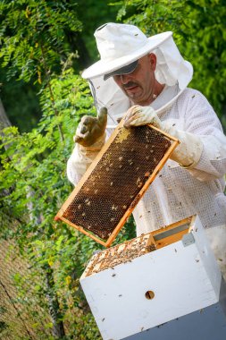 Arıcı Koloniyi Kontrol Ediyor ve Koruyucu Üniformalı Arılar
