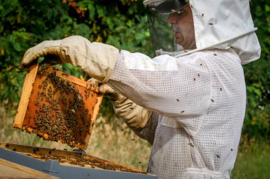 Arıcı Koloniyi Kontrol Ediyor ve Koruyucu Üniformalı Arılar