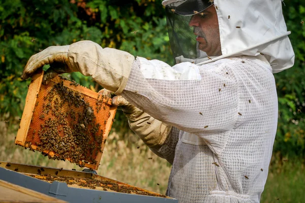 Beekeeper Controlling Colony Bees Protective Uniform — Stock Photo, Image