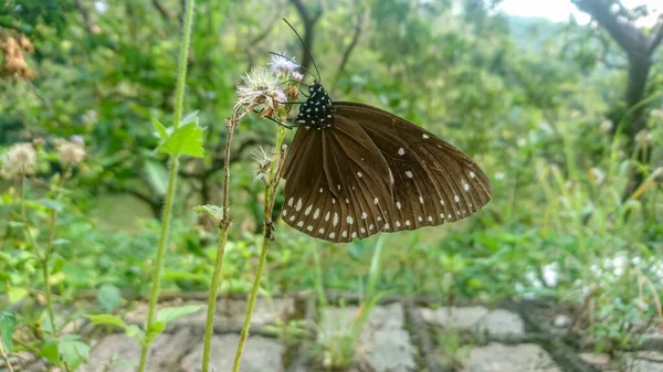 Hermosas Especies Mariposas Euploea Midamus Chupando Néctar Flores Silvestres Parque — Foto de Stock