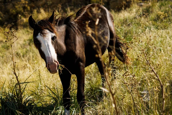 日没の光の牧草地で草を食べる美しい茶色と白の馬 — ストック写真