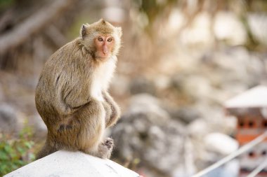 Önde oturan kahverengi maymun