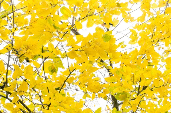 Vista Ángulo Bajo Hojas Amarillas Día Nublado Otoño —  Fotos de Stock