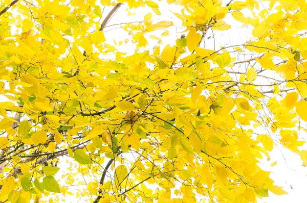 Niedriger Blickwinkel Auf Gelbe Blätter Einem Bewölkten Herbsttag — Stockfoto
