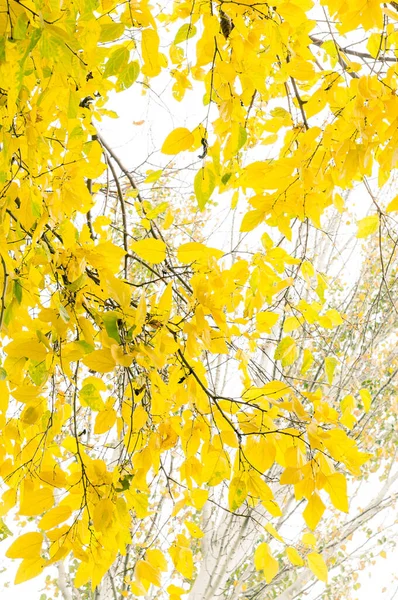 Vista Angolo Basso Foglie Gialle Una Giornata Autunnale Nuvolosa — Foto Stock