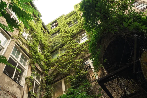 一幢绿色植物挂在墙上的棕色建筑的低角度视图 — 图库照片