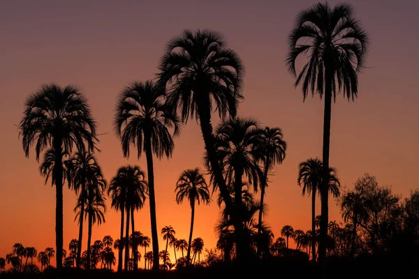 Beau Coucher Soleil Avec Les Silhouettes Groupe Palmiers Arrière Plan — Photo