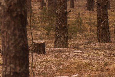 Ormandaki hafif kar.