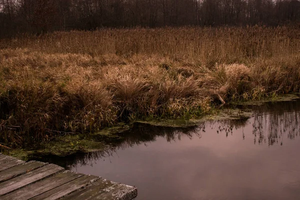 Hnědá Tráva Řeky — Stock fotografie