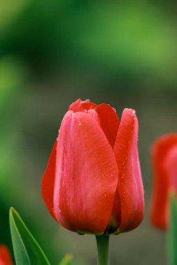 Bahçedeki kırmızı lale