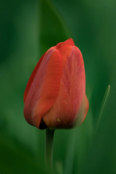 Tulipano Rosso Giardino — Foto Stock