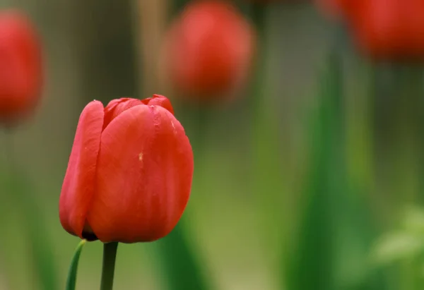 Red Tulip Garden — Stock Photo, Image