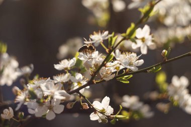 Kiraz ağacının üzerindeki arı.