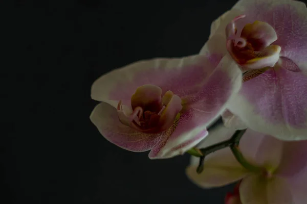 Purple Orchid Branch Buds Black Background — Stock Photo, Image