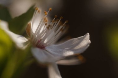 Beyaz kiraz ağacının Macro çiçeği.