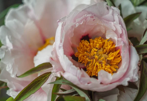 White flowers of peony tree with green leaves — Stock Photo, Image