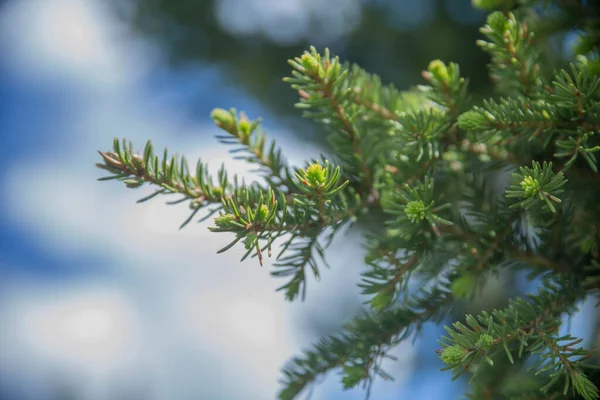 Fir tree brunch close up. Fluffy fir tree brunch close up.