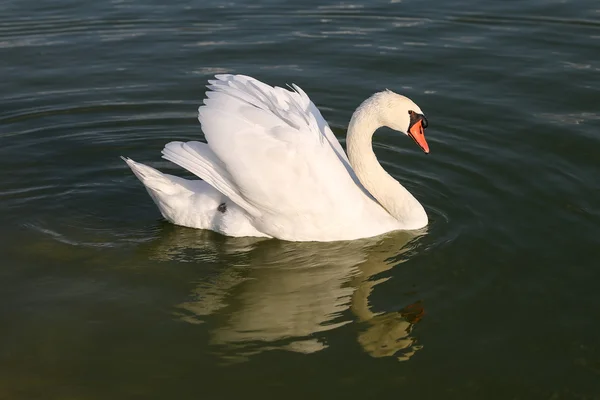 Swan in Pond — Stock Photo, Image
