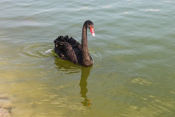 Black swan in Pond — Stock Photo, Image