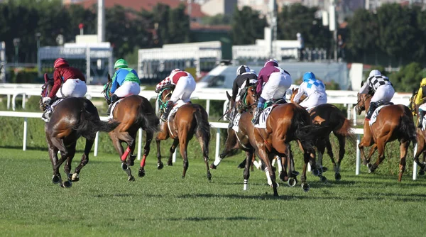 Carrera de caballos de Estambul —  Fotos de Stock