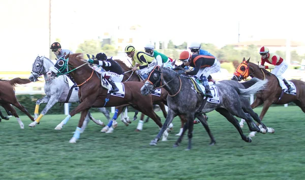 Carrera de caballos de Estambul — Foto de Stock