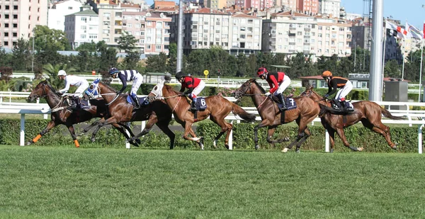Istanbul Horse Race — Stockfoto