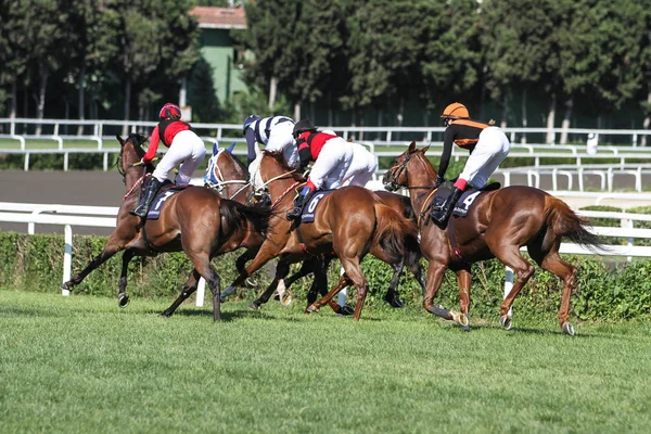 Istanbul Pferderennen — Stockfoto