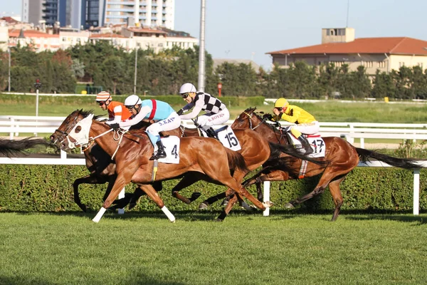 Istanbul Horse Race — Stock Photo, Image