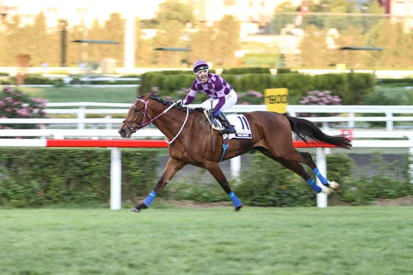 Istanbul Horse Race — Stockfoto