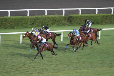 Istanbul at yarışı