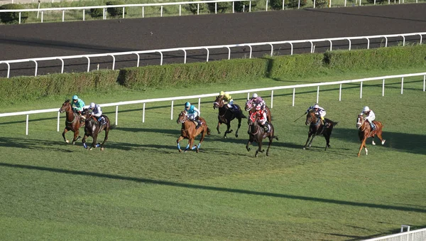 Carrera de caballos de Estambul —  Fotos de Stock