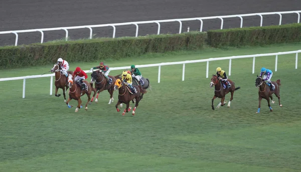 Isztambul Horse Race — Stock Fotó