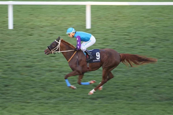 Carrera de caballos de Estambul —  Fotos de Stock