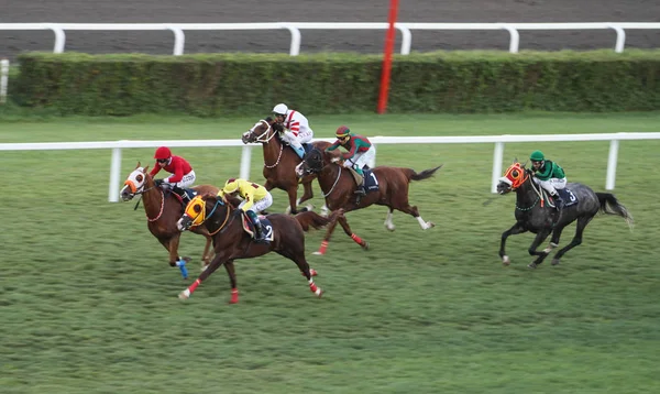 Isztambul Horse Race — Stock Fotó