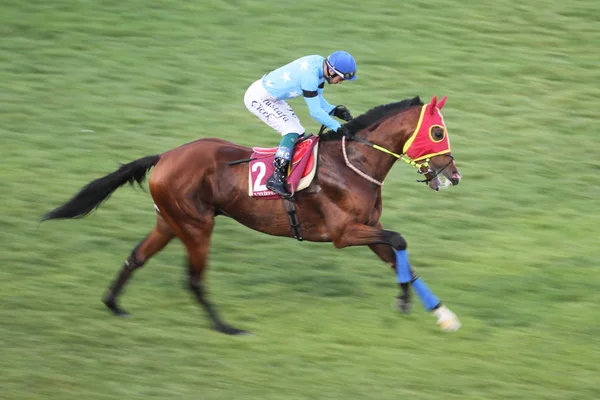 Isztambul Horse Race — Stock Fotó