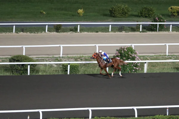 Istanbul at yarışı