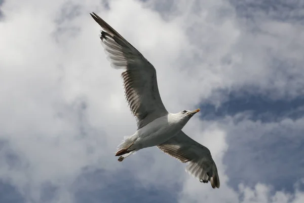 Möwe fliegt — Stockfoto